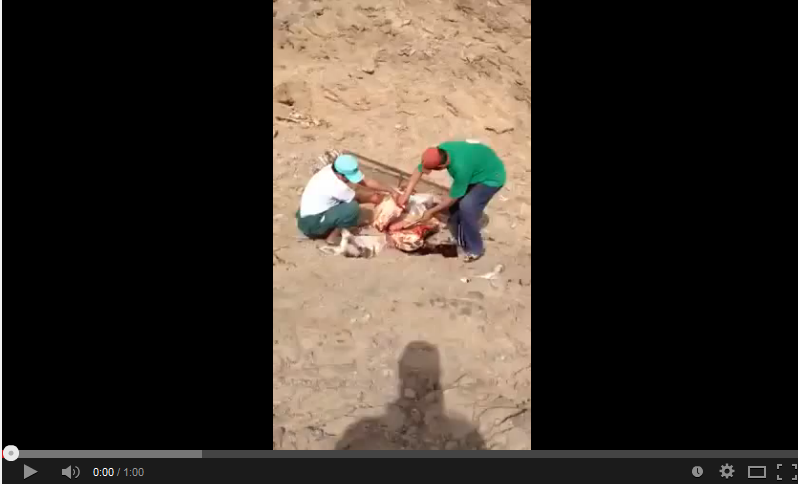بالفيديو- عاملان يذبحان حمارًا لبيع لحمه، والمواطنون السعوديون يطالبون بمحاسبتهما