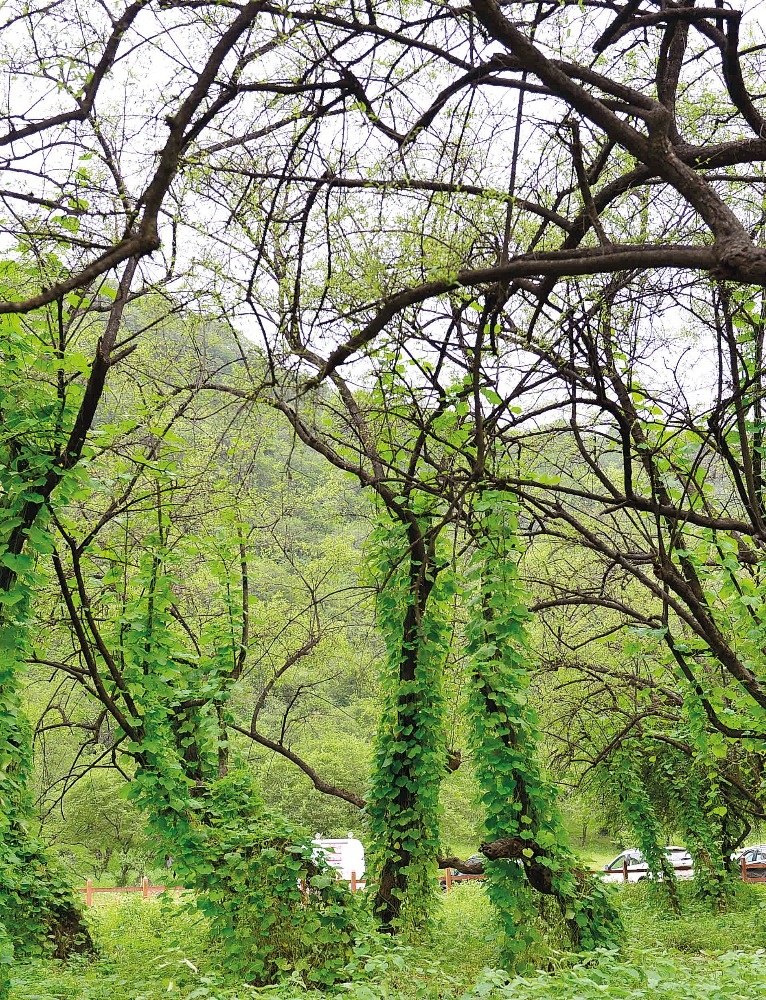 خريف صلالة... لوحات طبيعية تتنافس على تاج الجمال