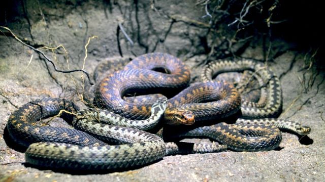 ماذا تعني رؤية الافعى في المنام ؟