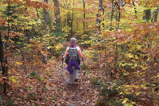 غابة دين Dean في إنكلترا