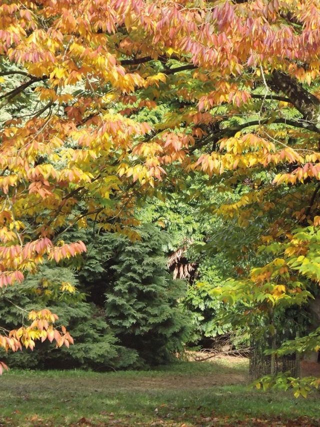 غابة دين Dean في إنكلترا