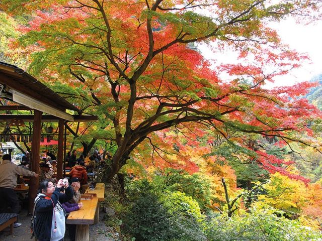 نارا اليابان متاهة ألوان خريفية تخطف الأنفاس