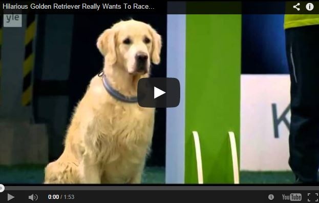 هذا الفيديو هو الأكثر مشاهدة الآن، ما بال هذا الكلب؟