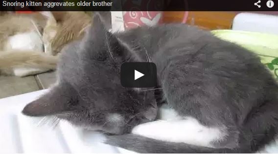 بالفيديو- قطة 