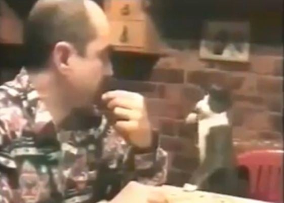 بالفيديو- قط جائع يطلب من صاحبه أن يطعمه بالإشارة!!!