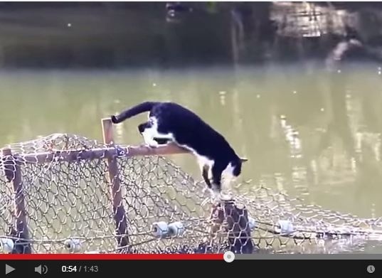 بالفيديو- قطة فائقة الذكاء، شاهدوا ماذا فعلت