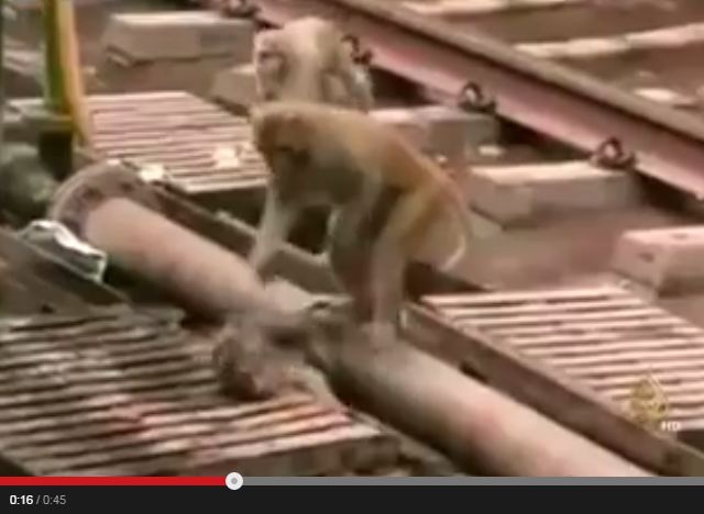 بالفيديو- قردٌ يتصرّف كالإنسان وينقذ قرداً آخر بعدما صعقته الكهرباء!
