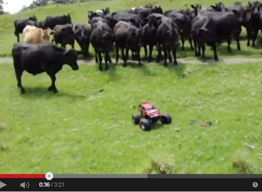 لديكم سيارة تحكّم عن بعد، انظروا ماذا يمكنكم فعله بالحيوانات!