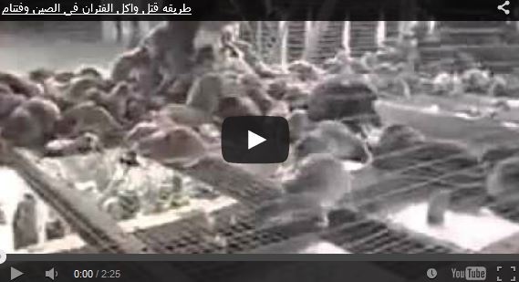 بالفيديو.. طريقة قتل وأكل الفئران