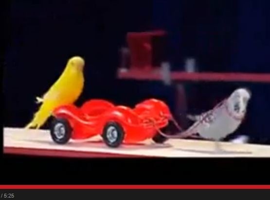 بالفيديو - طيور الحب . . . لكنها طيور ليست طبيعية