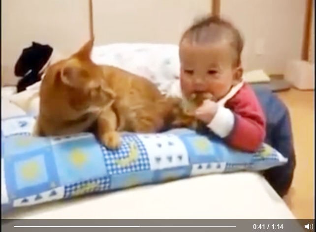 بالفيديو - طفل يعض ذيل قطة... فما رد فعل القطة !!!