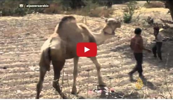 فيديو مؤثر - جمل يرفض مغادرة قبر صاحبه بعد أسبوع من وفاته