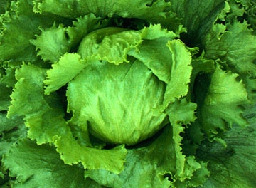 الخس يكافح الأرق