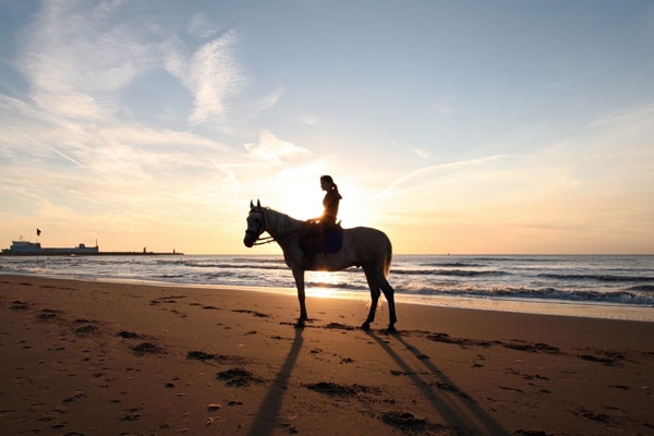 سفاري على صهوة جواد