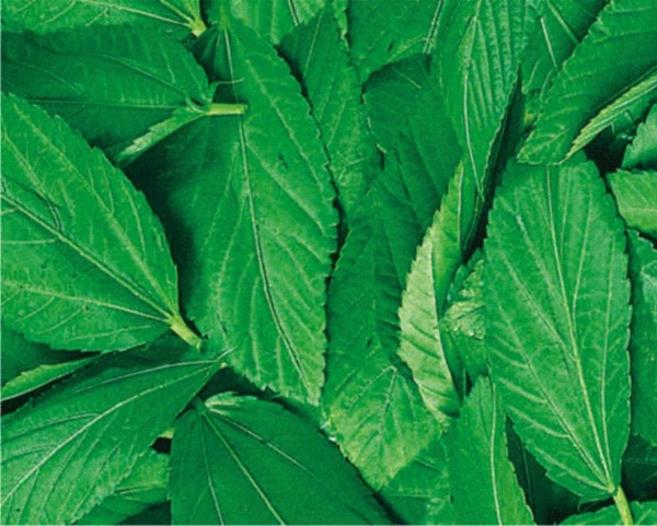 الملوخية علاج للأمعاء