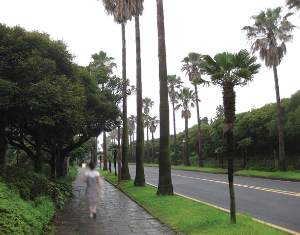 جزيرة شيجو ورحلة إلى واحدة من عجائب الطبيعة السبع