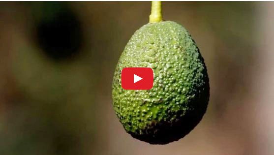 خمّنوا - ما هو الذهب الأخضر ولماذا سينقرض؟