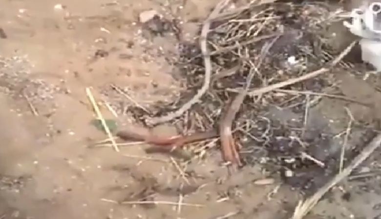 الفيديو الأكثر تداولاً- لحظة العثور على سحر داخل مقبرة قديمة