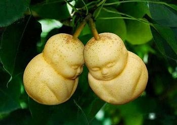 بالصور: فاكهة بأشكال غريبة! موضة جديدة