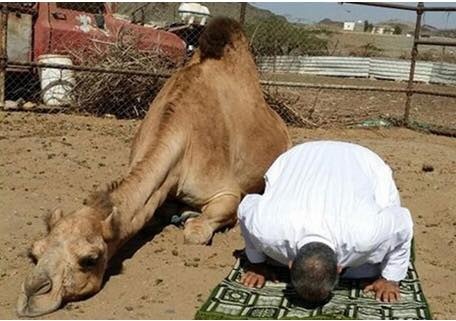 بالصور- ناقة تصلي مع صاحبها في جدة! سبحان الله