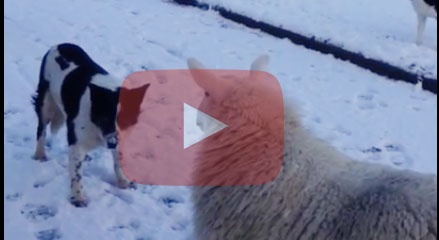 بالفيديو- 2 مليون مشاهدة لخروف يقلّد كلابا بطريقة كوميدية