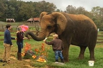 بالفيديو- رجل يستعين بفيل ليطلب الزواج من حبيبته!! ما السبب؟