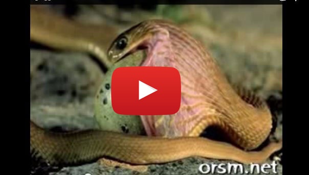 بالفيديو- حيّة تأكل بيضة أكبر منها!!