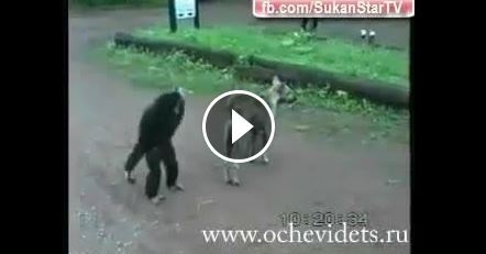 بالفيديو- يجب أن تشاهدوا ما يفعله هذا القرد! لن تصدقوا