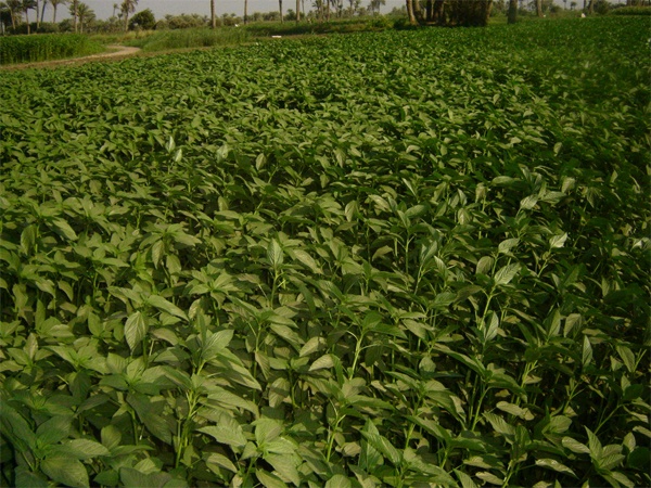 للملوخية تأثير قوي على الرجال.. إكتشف هنا