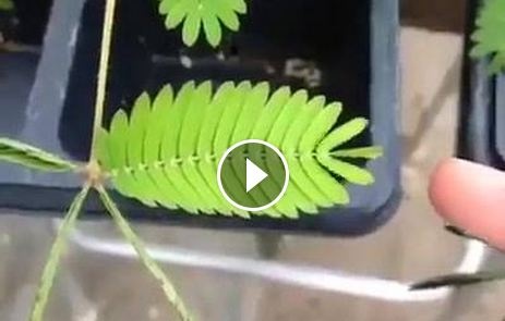 بالفيديو- شاهدوا ماذا يحدث عندما تلمسون هذه النبتة!؟ خمّنوا اسمها في لبنان