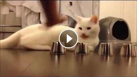 بالفيديو- هر ذكي، ربما هو أذكى منك! شاهده