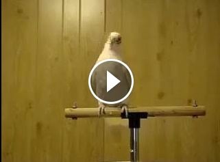 بالفيديو - تأثير اغنية بشرة خير علي الطيور