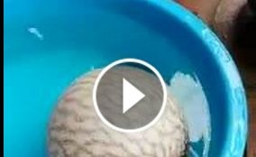 بالفيديو- سمكة عجيبة! هل تعرفون اسمها؟