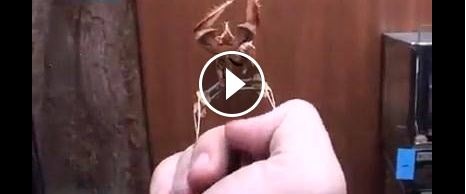 بالفيديو- هذه الحشرة العجيبة تجيد فنون القتال! شاهدوا