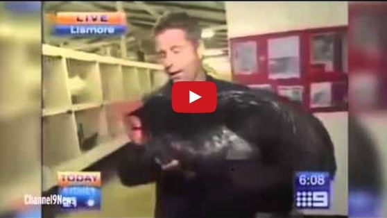 بالفيديو- ديك يضع مذيعاً في مأزق على الهواء!