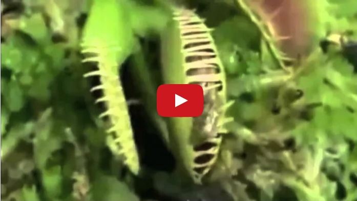 بالفيديو - نباتات قاتلة ربما تشاهدها للمرة الأولى