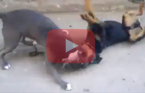فيديو أثار الغضب... صراع دموي بين كلبين ومطالبات بالقبض على صاحبيهما
