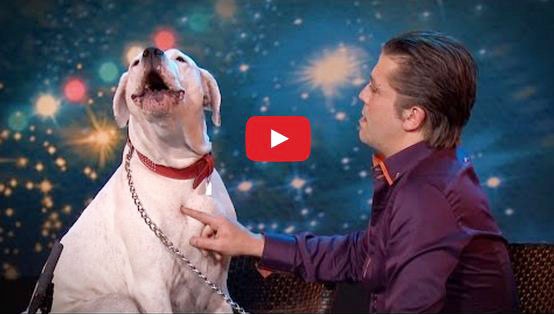 بالفيديو- كلبة تذهل لجنة الحكم.. وتغني!