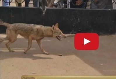 بالفيديو: ذئب يقتحم مدرسة في مصر ماذا حدث؟