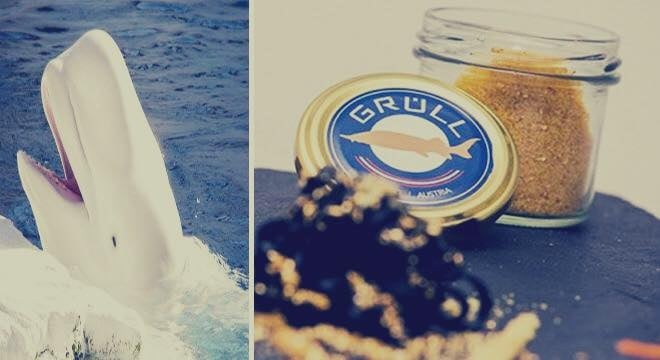 هذا هو أغلى طعام في العالم: «40 ألف دولار سعر الملعقة الواحدة منه».... إكتشفه