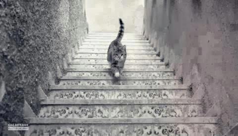 بعد لون الفستان، سؤال شغل رواد الانترنت هذه القطة تصعد أم تنزل؟ الجواب في الرابط