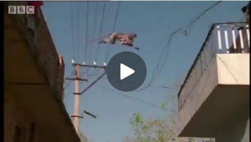 بالفيديو- شباب يقلّدون الحيوانات... ما رأيكم؟