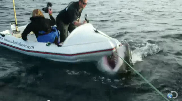 بالفيديو : فريق تصوير يتعرض لهجوم سمكة قرش ماذا حدث؟
