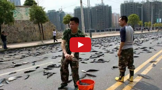 بالفيديو- سماء سيريلنكا تمطر 