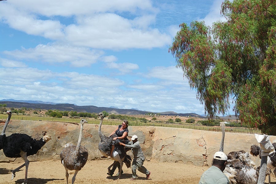 سباق النعام في أوتشورن Oudtshoorn، جنوب أفريقيا