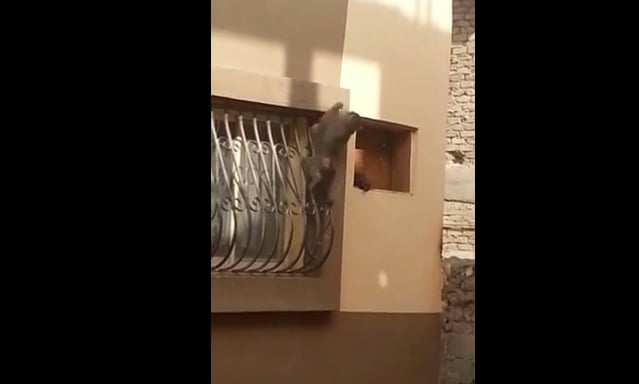 فيديو: قرد يطارد سكان المدينة المنورة