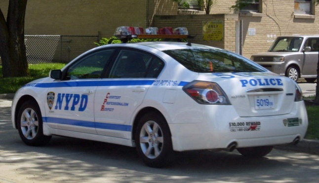 بالفيديو - العثور على 9 أدمغة في شوارع نيويورك