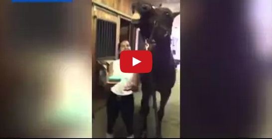 بالفيديو - حصان يطفئ شمعات عيد ميلاده بابتسامة !