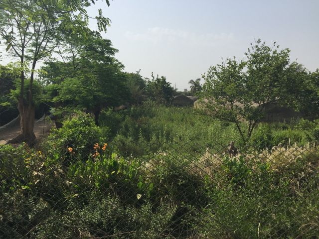 مزرعة الراقصة دينا