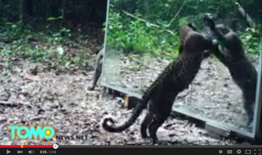 بالفيديو – شاهدوا ردة فعل الحيوانات عند رؤيتهم لأنفسهم